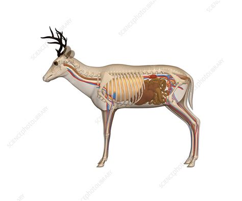 deer anatomy artwork stock image  science photo library