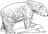 Bear Coloring Pages Bears Overlook Gif sketch template