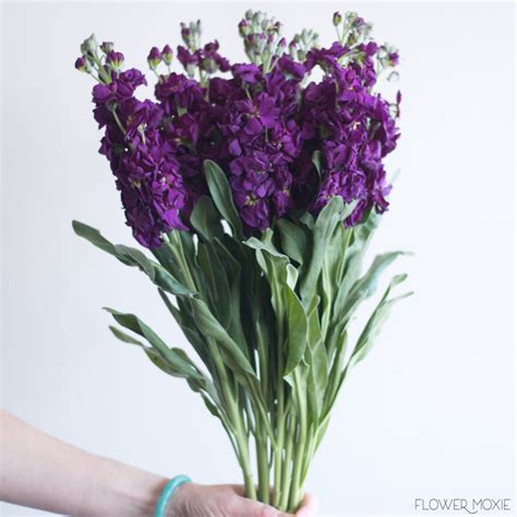 dark purple stock flower bulk diy weddings flower moxie