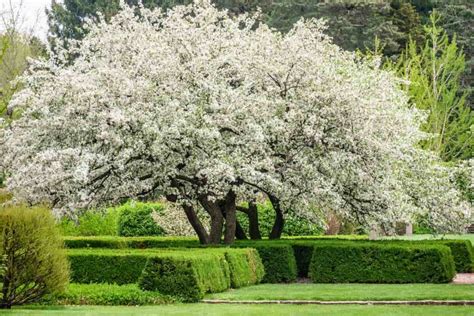 firebird crabapple tree minneopa orchards