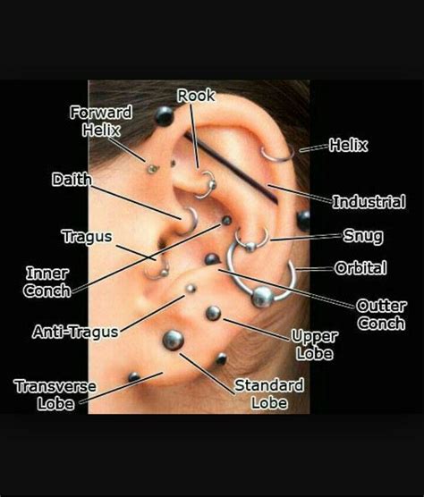 Placement Ear Piercings Chart Types Of Ear Piercings Piercings