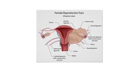 Female Reproductive System Labeled Diagram Poster Zazzle