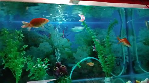 beautiful fishes youtube