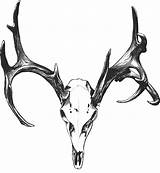 Deer Skull Tattoos Drawing Tattoo Buck Hunting Drawings Draw Head Skulls Animal Elk Designs Google Imgur Cuernos Tumblr Cool Ciervo sketch template