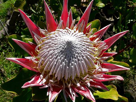 protea cynaroides kral protea tuerkiye nin sukulent ve kaktues marketi