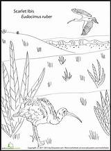 Ibis Oiseaux sketch template