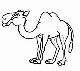 Camel Coloring Pages Outline Drawing Template Clipart Cartoon Line Print Kids Printable Getdrawings Sketch Color Animals sketch template