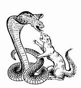 Mongoose Cobra Drawing Sketch Drawings Killing Clipart Getdrawings Logo Paintingvalley Sketches Hoffman John sketch template