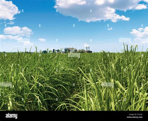 komati mill surrounded  cane fields tsb sugar stock photo alamy