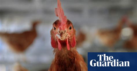 Massachusetts Cage Free Chickens Plan Brings Together Unlikely
