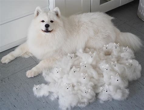 meet maya  adorable furry samoyed playjunkie