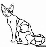 Devon Rex Coloring Cat Cats Clipart Pages Designlooter sketch template