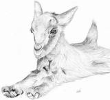 Drawings Goats Cute Sketches Cabras Paintings 1b sketch template