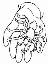 Coloring Pages Spiders Spider Kids Popular sketch template