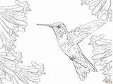 Hummingbirds Hummingbird Throated Kolorowanki Supercoloring Kolorowanka Druku Dla sketch template
