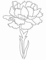 Carnation Cravos Flowers Birth Carnations Getdrawings Cravo Peony Estão Divertir Imaginação Baixar Ellipses Intersecting Vertical Isolated Sketch Bestcoloringpages sketch template