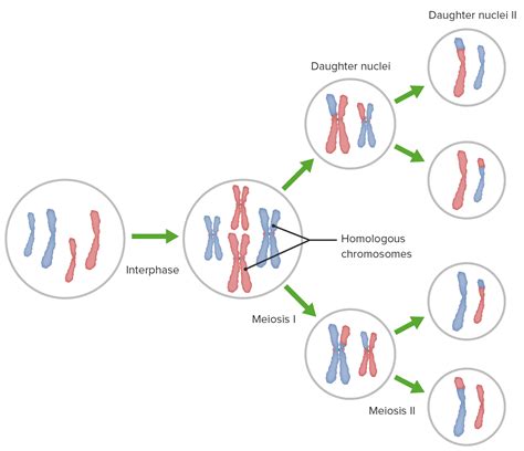 meiosis concise medical knowledge