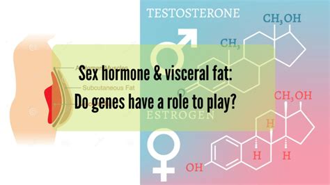 Sex Hormone And Visceral Fat Do Genes Have A Role To Play Genefitletics
