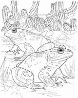 Coloring Pages Frog Amphibian Frogs Animals Printable Color Toad Spotted Getcolorings sketch template