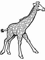 Giraffe Coloring Pages Printable Gaddynippercrayons sketch template