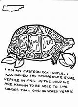 Turtle Box Choose Board Animals Coloring sketch template