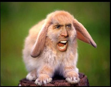 20 Best Images About Nicolas Cage Memes On Pinterest