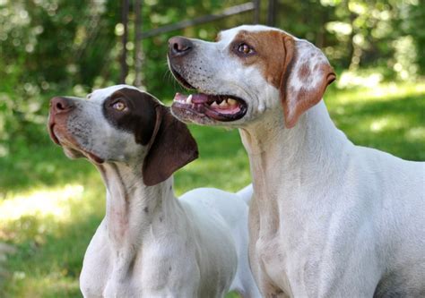 german shorthaired pointer  english pointer breed comparison