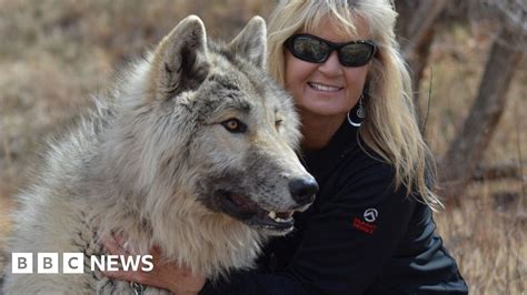 Why This Woman Hates To Hear About Big Bad Wolf Bbc News