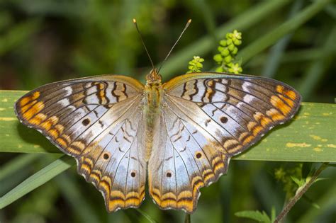 florida butterfly guide nature photography