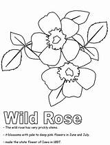 Coloring Rose Wild Pages Kidzone Alberta Ws Iowa Drawing Flag Line Hard Clip Flower Activities Canadian Flowers United Canada State sketch template