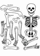 Skeleton Coloring Pages Anatomy Human Bones Bone Kids Color Axial Drawing Head Anatomical Heart Printable Skull Sheet Skeletons Getcolorings Pirate sketch template