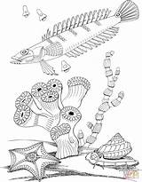 Bigorneaux Alghe Snail Coloriages Lumaca sketch template