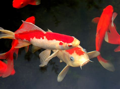 photo red koi fish fish japanese koi   jooinn