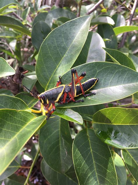 southern florida grasshopper  refused  eat  leaves offered