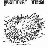 Puffer Globefish sketch template