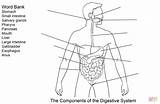 Digestive System Coloring Pages Worksheet Components Printable Diagram Supercoloring Comments Dot Anatomy Worksheets Coloringhome sketch template