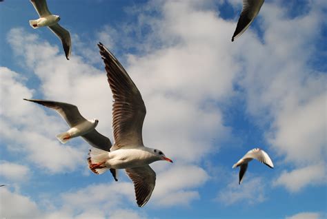 photo seagulls flying animal bird flying   jooinn