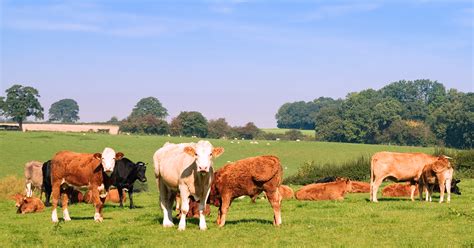 lessons of mad cow disease ‘in danger of being lost