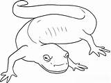 Salamander Cameleon Colorat Draw Desene Planse Amphibian Reptile Designlooter sketch template