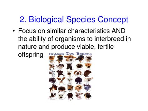 identifying species   species concept powerpoint