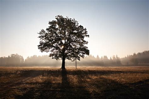 tree silhouette pictures   images  unsplash