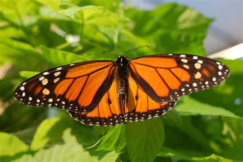 filemonarch butterfly showy male pxjpg wikimedia commons