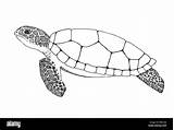 Hawksbill Turtles sketch template