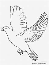 Burung Merpati Mewarnai Sketsa Kolase Elang Garuda Putih Hitam Hewan Lambang Hantu Terbang Pohon Menggambar Keren Bagus Rebanas Badak Cendrawasih sketch template