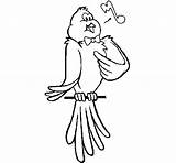 Coloring Canary Singing Bird Pages Popular sketch template
