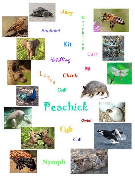 animals research animal names