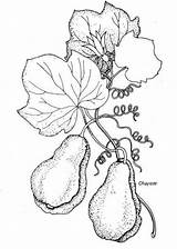 Vine Chayote Vegetable Grovida Plants Gardening Flesh Tender Wait Until Gets Hard Don Florence sketch template