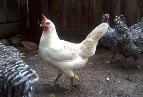 4 Basic Types Of Poultry Breeds For Backyard Chickens