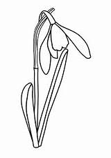 Flori Colorat Cu Desene Snowdrop Planse Ghiocei Primavara Bucaneve Ghiocel Copii Fise Natura Desen Floare Martie Gradinita Lucru Ghiocelul Ribbon sketch template