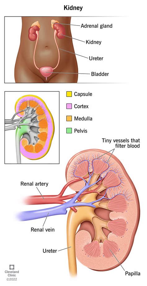kidneys location anatomy function health